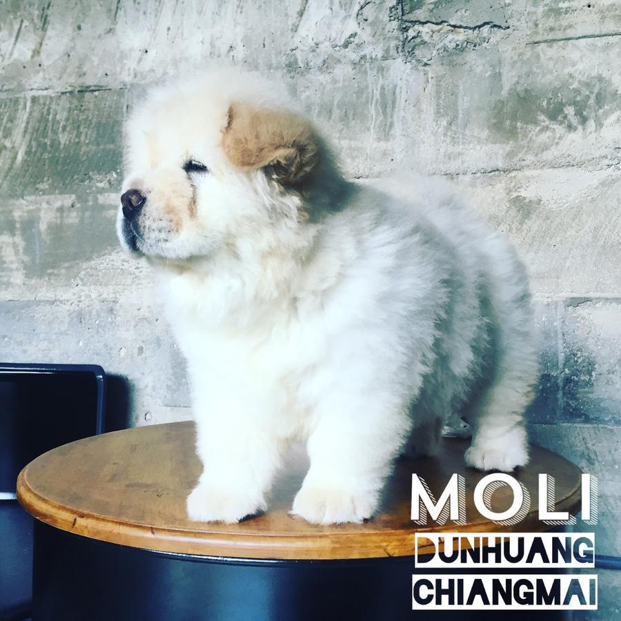 Chiangmai Moli Inn (Adults Only) Чиангмай Экстерьер фото