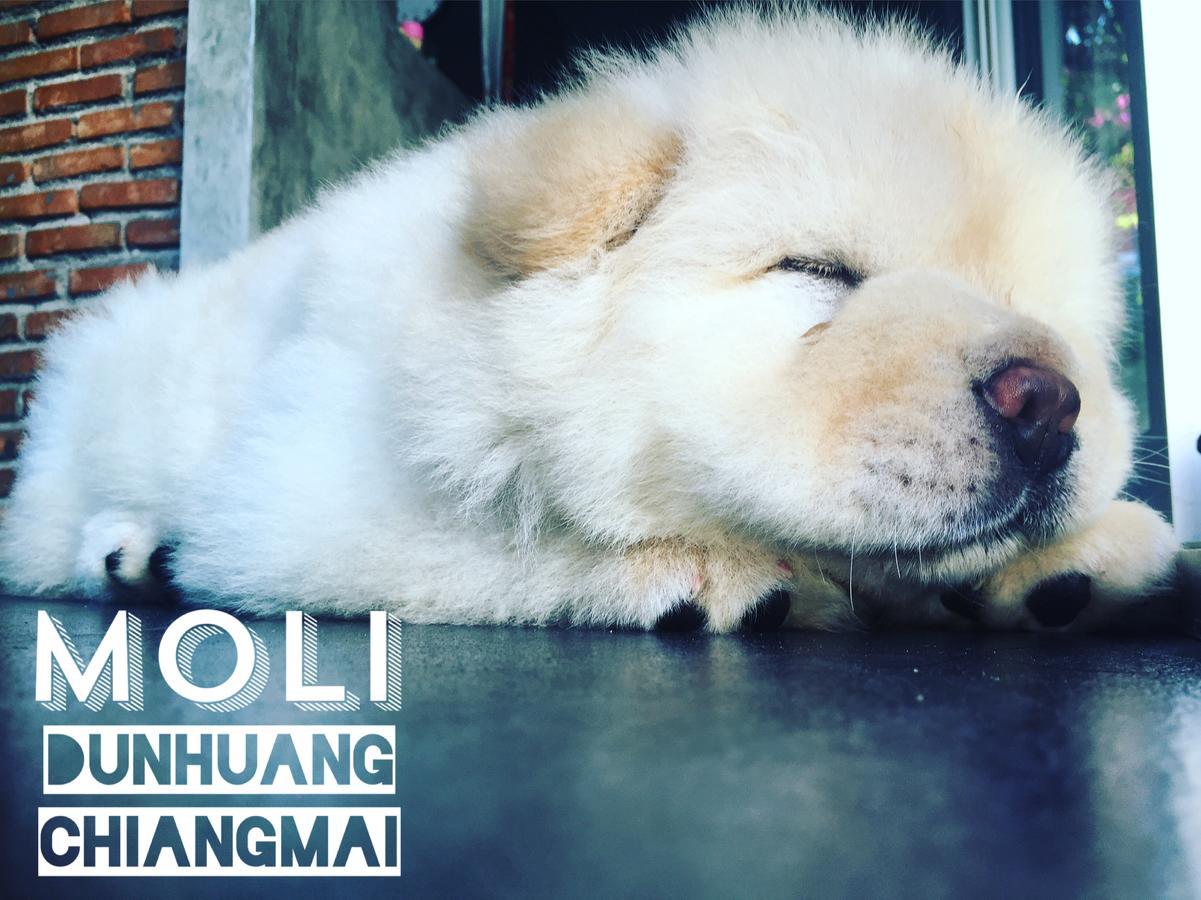 Chiangmai Moli Inn (Adults Only) Чиангмай Экстерьер фото